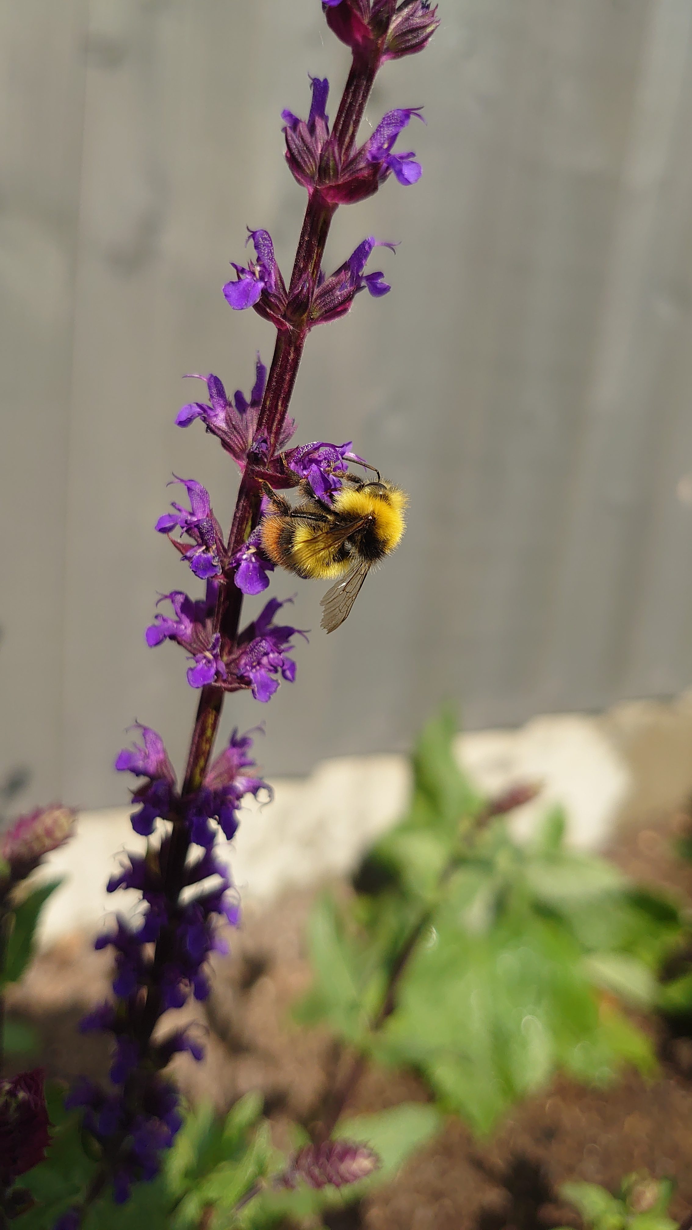 🌱 How to Start Your Garden: From Idea to Reality