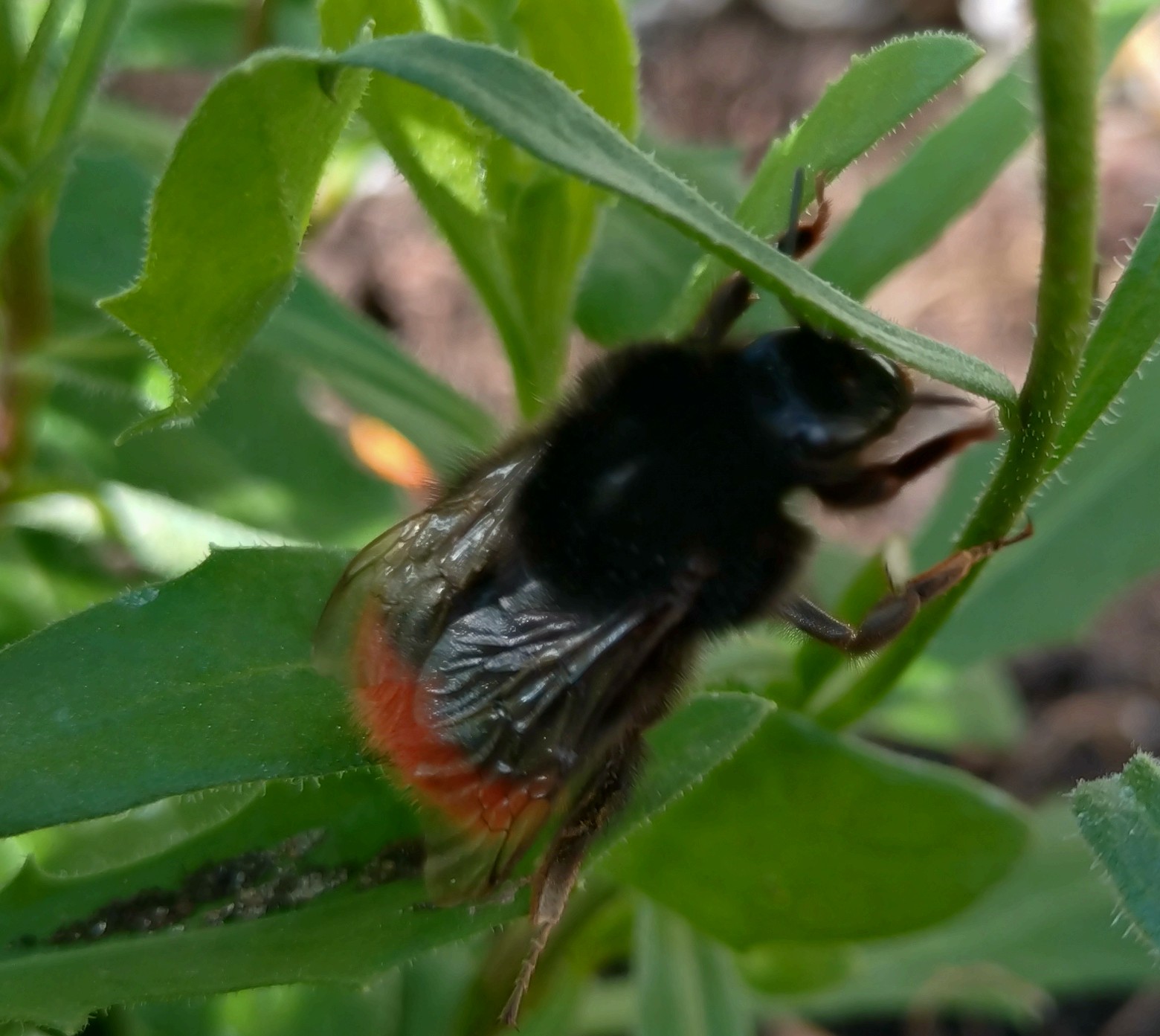 🌼 Gardening for Pollinators: Creating a Garden That Works With Nature