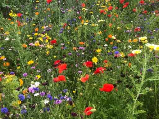 colourful wildflower meadow with poppies, cornflowers and mixed blooms growing amongst grasses