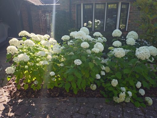 White hydrangea flowers in full bloom, with a sunny backdrop and lush greenery.