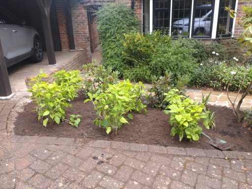 A neat garden bed with young Hydrangea Annabelle and freshly mulched soil.