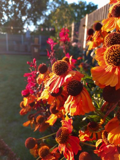 warm-toned bored with orange and red flowers glowing in evening sun, creating a rich seasonal display